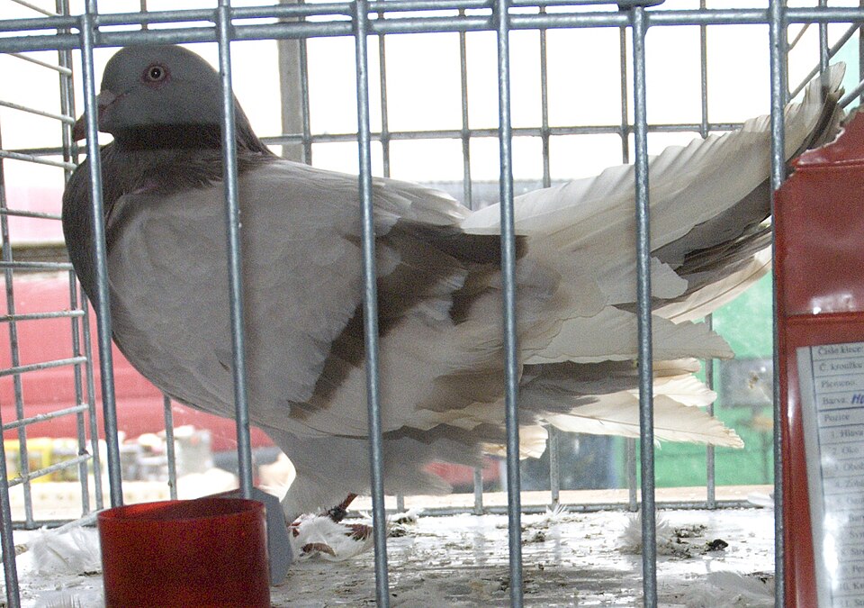 رومي عملاق