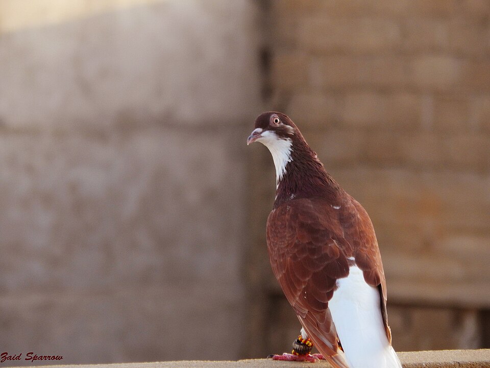 زوج شيرازي أحمر